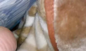 کشاورز طاس همه کانال سکس اپارات را گریه می کند