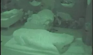 شخصیت کانال سوپر کوس و پستان عالی است